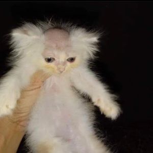 Meet your Posher, Macey